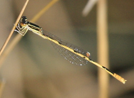 Citrine Forktail